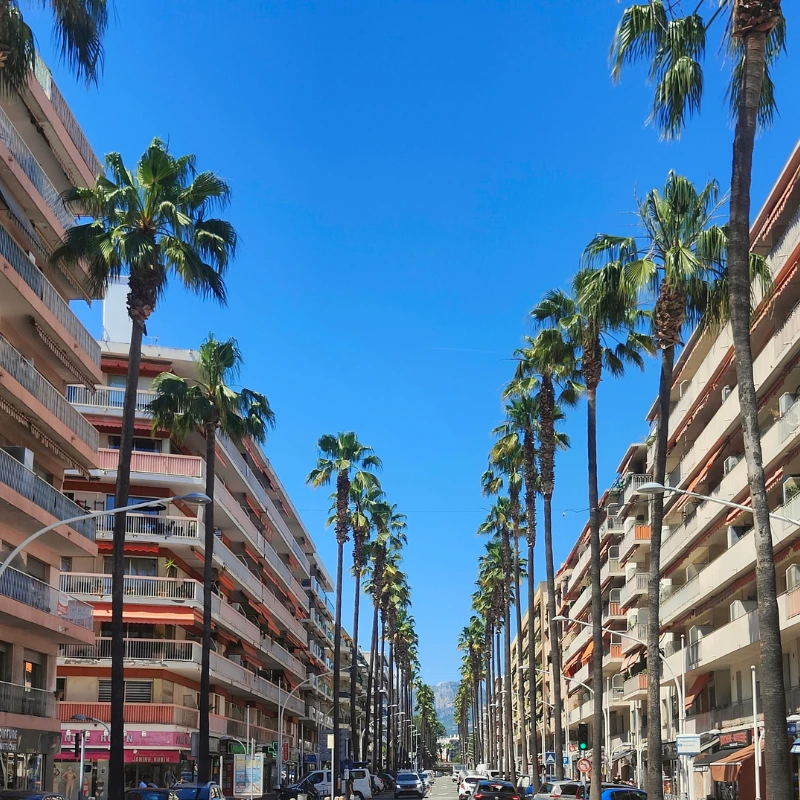 Avenue bordée de palmiers dans le centre-ville de Cagnes-sur-Mer