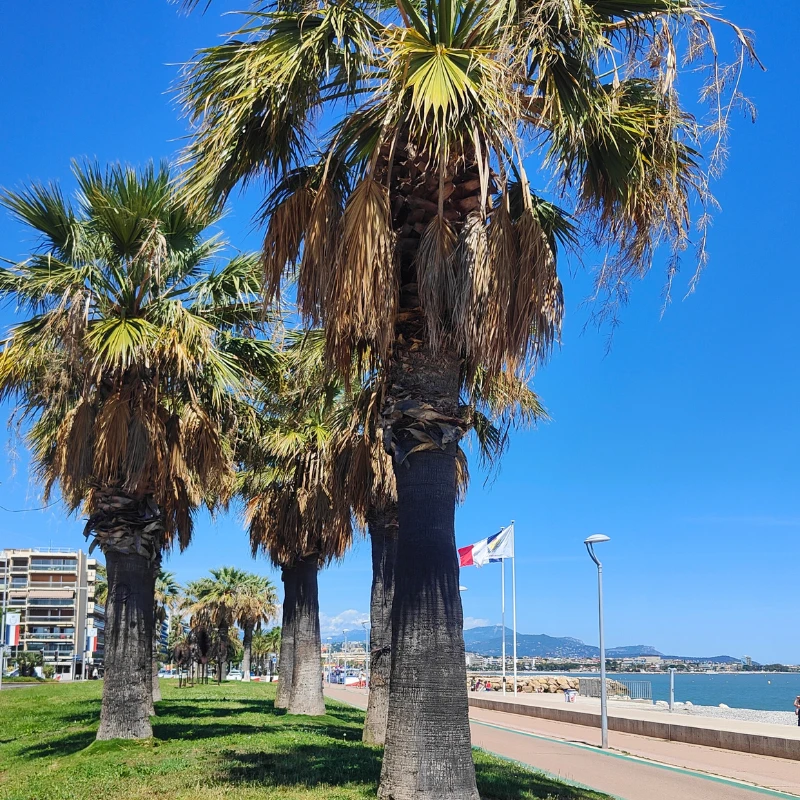 Promenade du bord de mer bordée de palmiers, côté Hippodrome